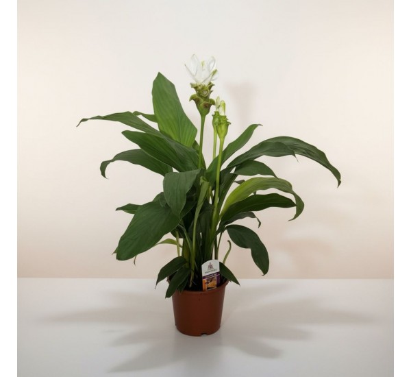 Curcuma Bitkisi